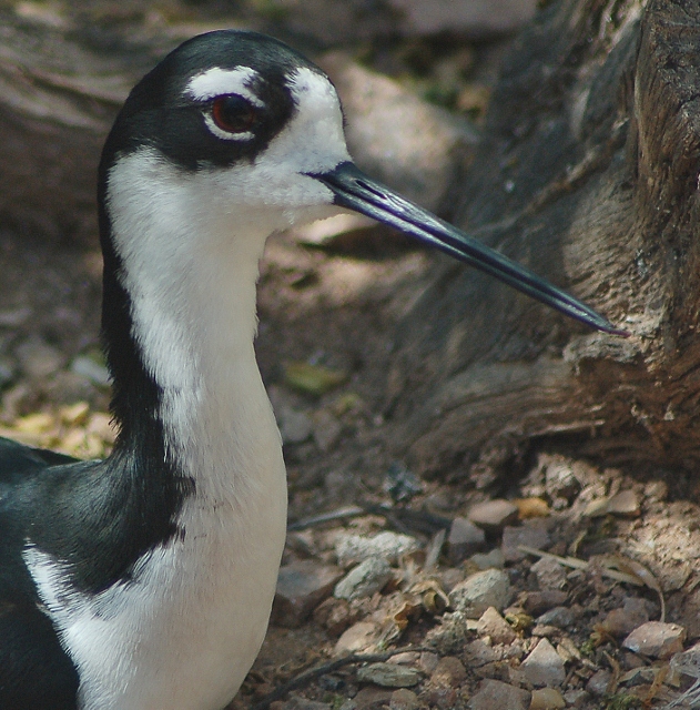 black-necked stilt